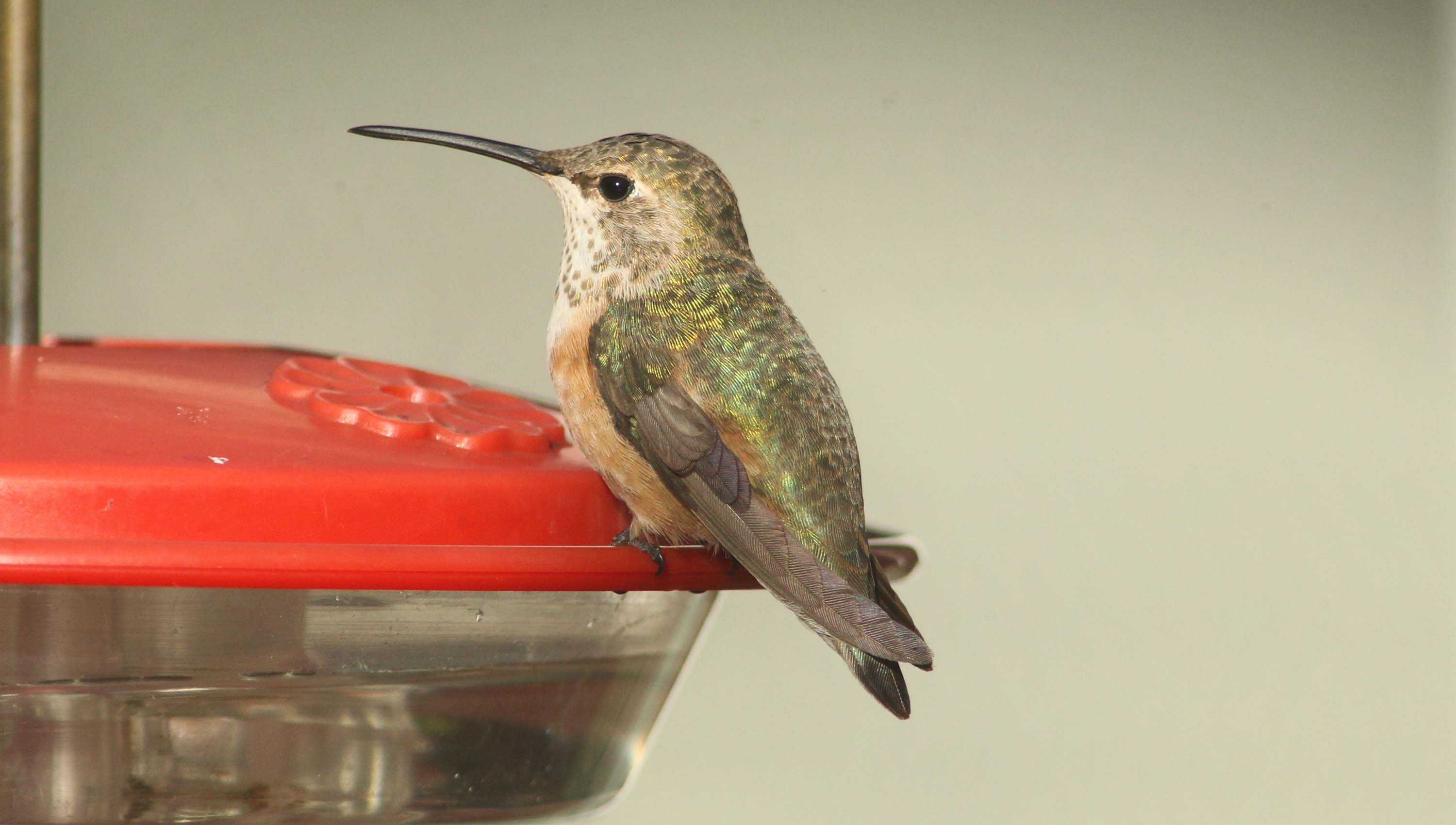 Rufous/Allen's Hummingbird