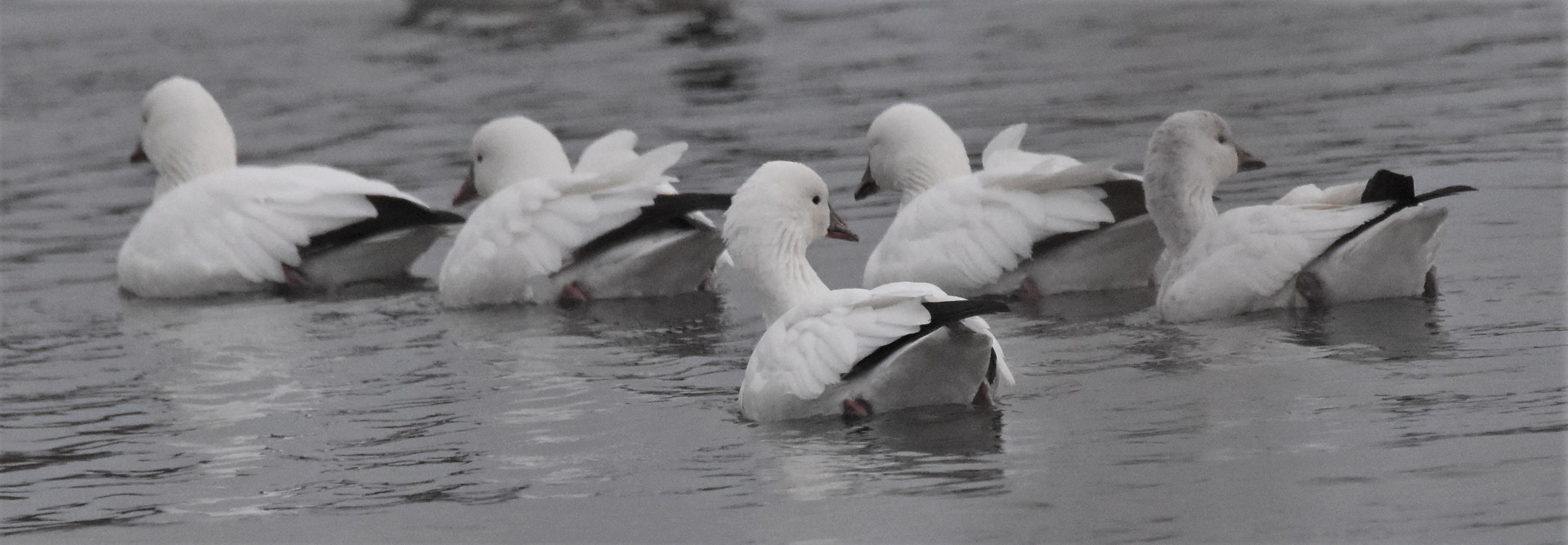Ross's Goose