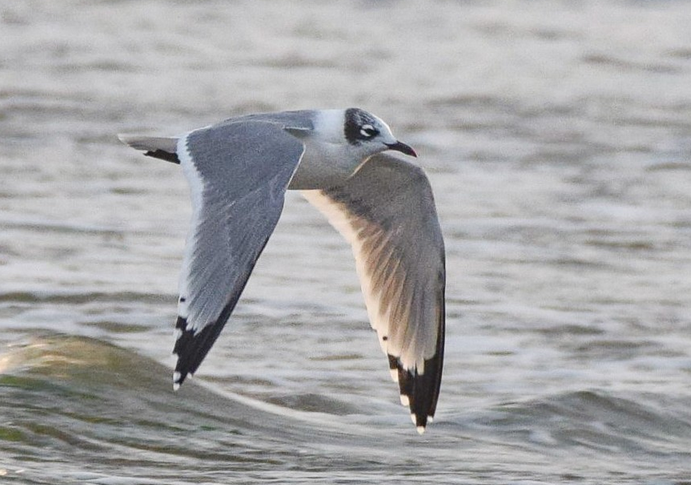 Franklin's Gull