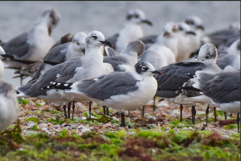 Franklin's Gull
