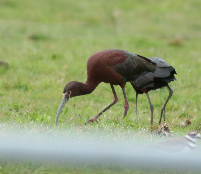 White-faced Ibis