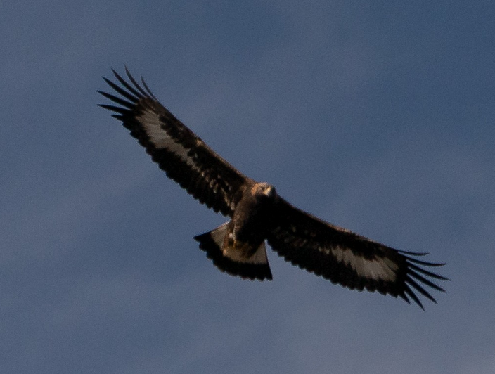 Golden Eagle