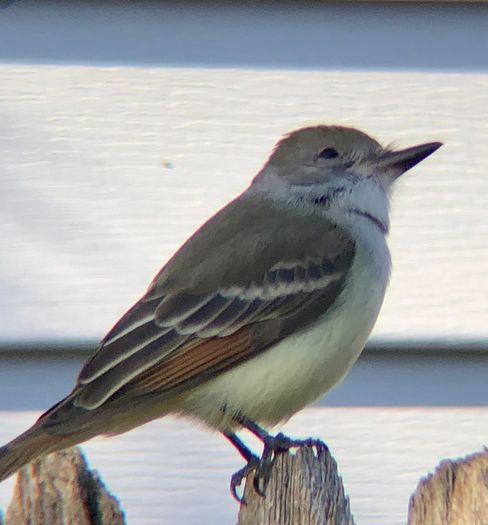Ash-throated Flycatcher