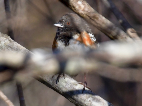 Spotted Towhee