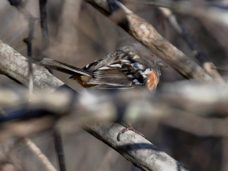 Spotted Towhee