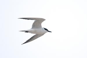 Gull-billed Tern