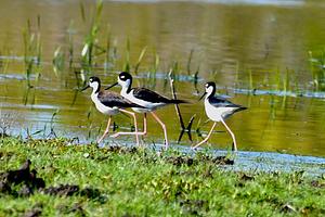 Black-necked Stilt