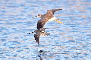 Long-billed Dowitcher