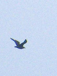 South Polar Skua