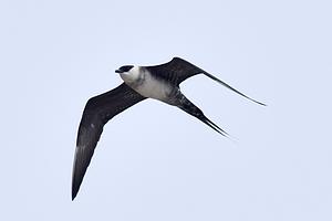 Long-tailed Jaeger