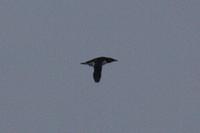 Thick-billed Murre