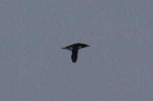 Thick-billed Murre
