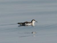 Sargasso Shearwater