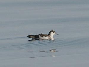 Sargasso Shearwater