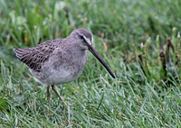 Long-billed Dowitcher