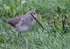 Long-billed Dowitcher