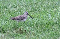 Long-billed Dowitcher