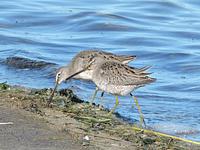 Long-billed Dowitcher