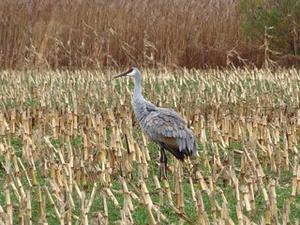 Sandhill Crane