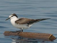 Bridled Tern
