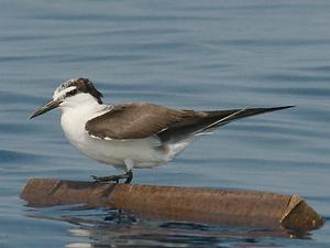 Bridled Tern