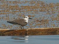 Bridled Tern