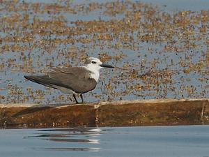 Bridled Tern