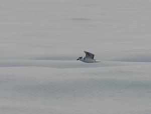 Black-capped Petrel