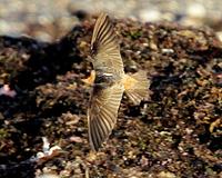 Cave Swallow