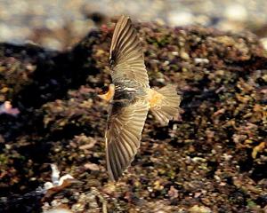 Cave Swallow