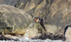 Cave Swallow