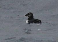 Atlantic Puffin