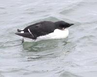 Thick-billed Murre