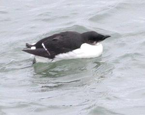 Thick-billed Murre