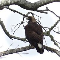 Golden Eagle