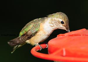 Rufous/Allen's Hummingbird