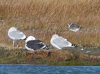 Franklin's Gull