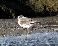 Franklin's Gull