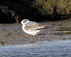 Franklin's Gull