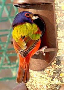 Painted Bunting