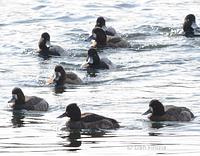 Tufted Duck
