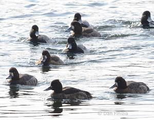 Tufted Duck