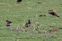 White-faced Ibis