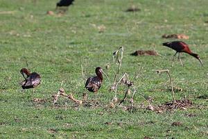 White-faced Ibis