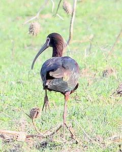 White-faced Ibis