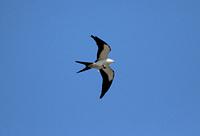 Swallow-tailed Kite