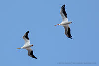 American White Pelican