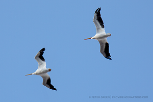 American White Pelican