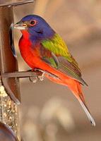 Painted Bunting