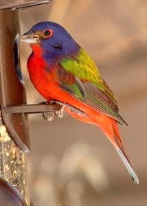 Painted Bunting